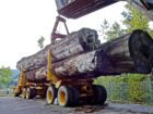 EU-Verordnung über entwaldungsfreie Lieferketten