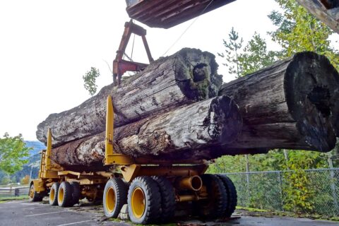 How To EUDR? EU-Entwaldungsverordnung einfach erklärt